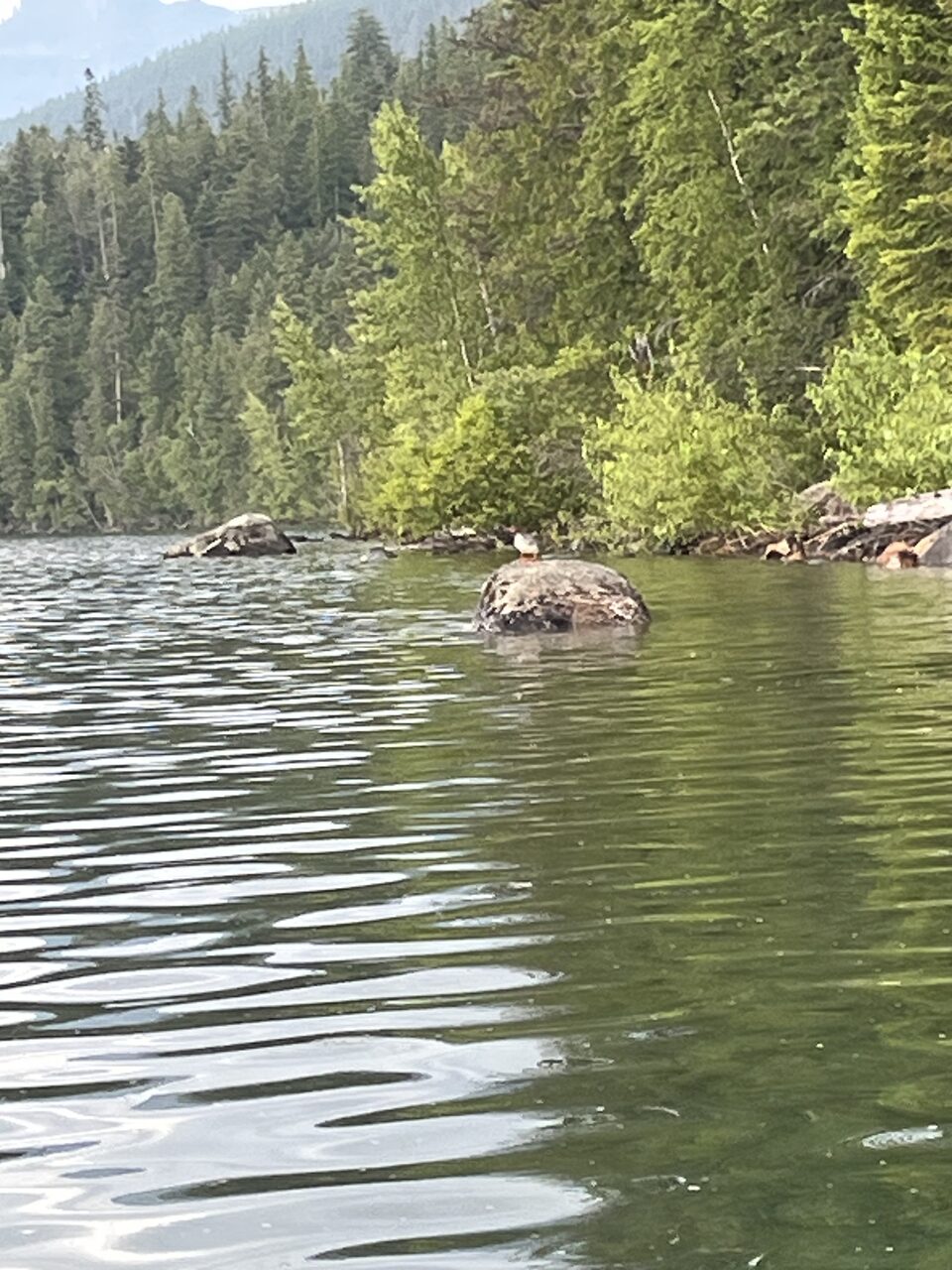 Lake McDonald and McDonald Creek in Glacier National Park, photographed from the water in July 2026