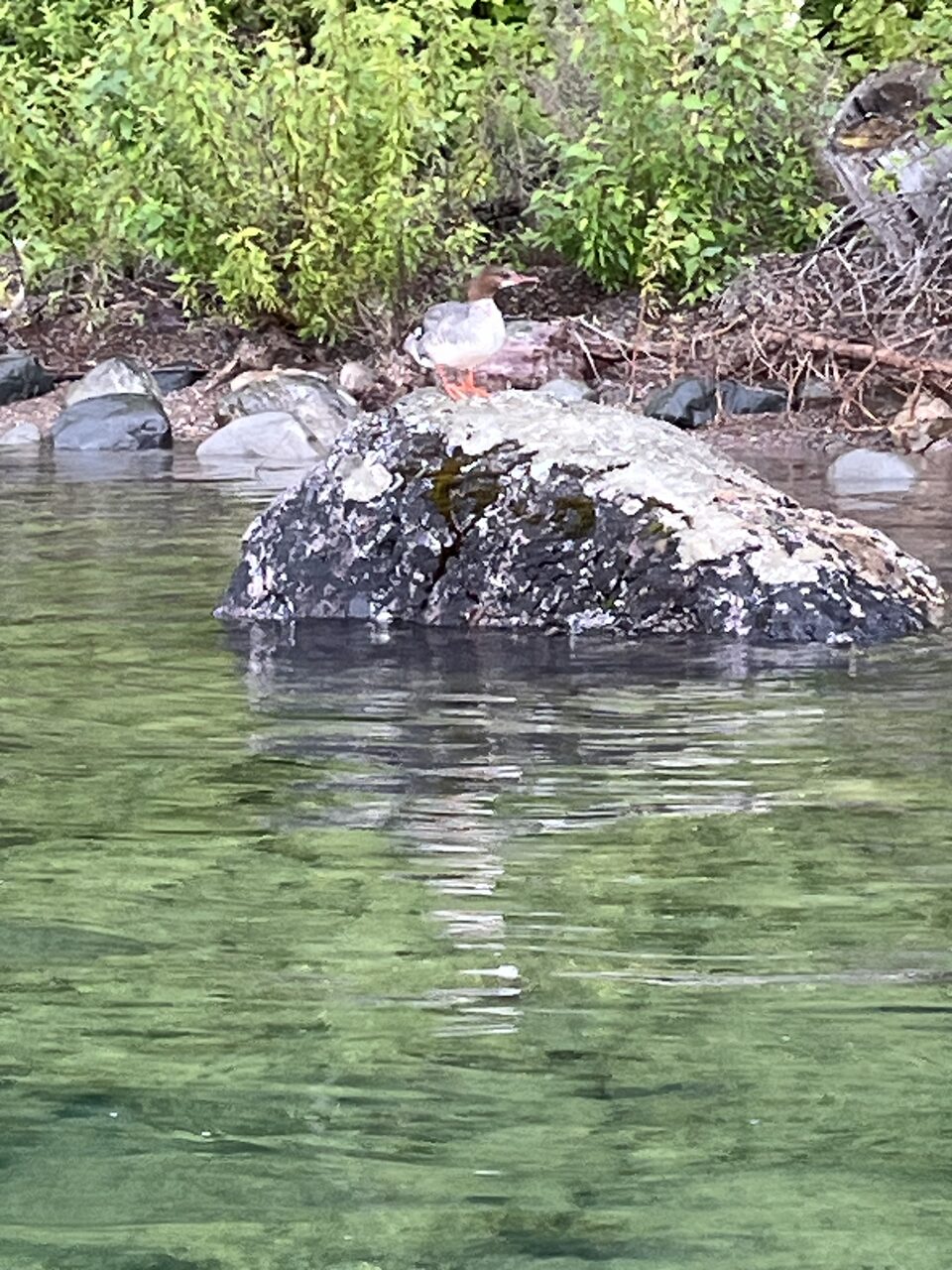Lake McDonald and McDonald Creek in Glacier National Park, photographed from the water in July 2026