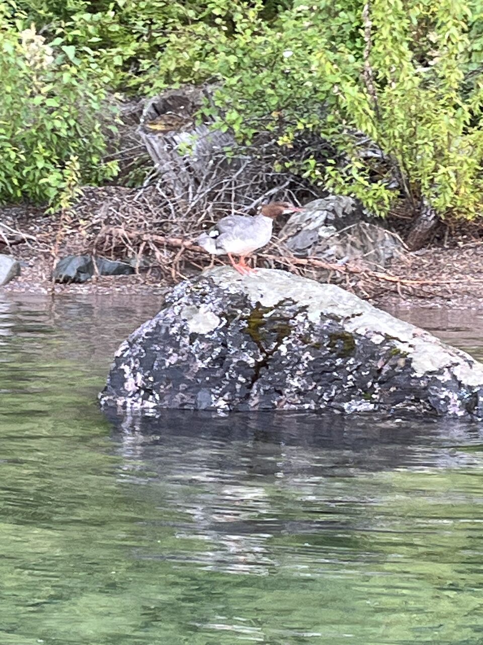 Lake McDonald and McDonald Creek in Glacier National Park, photographed from the water in July 2026