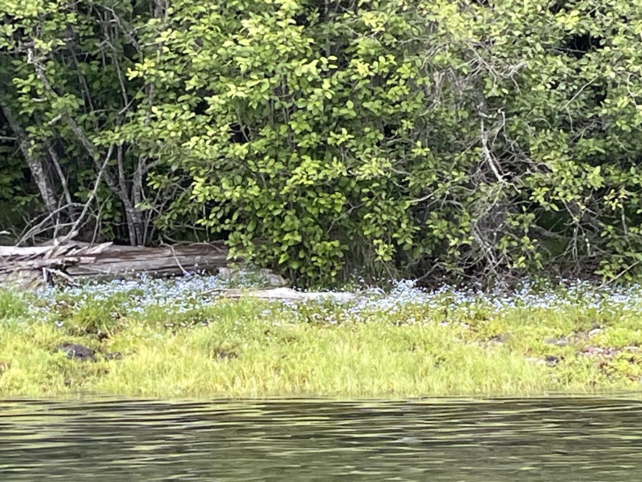 Lake McDonald and McDonald Creek in Glacier National Park, photographed from the water in July 2026