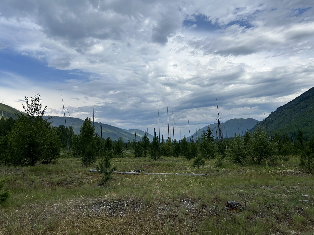 Burned timber regrowing along the North Fork corridor.